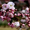 八重桜　一葉
