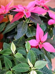夏越しのポインセチア