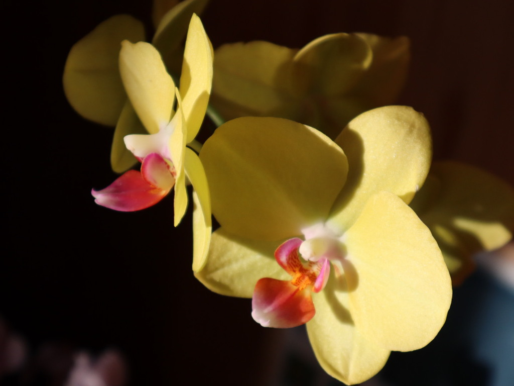 黄色の胡蝶蘭