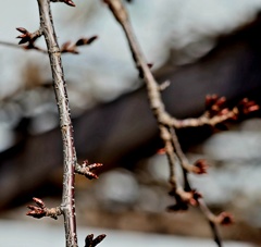 桜の冬芽