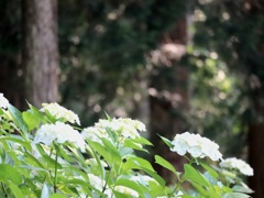 森の白い紫陽花