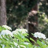 森の白い紫陽花