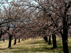 小布施桜堤　桜列柱