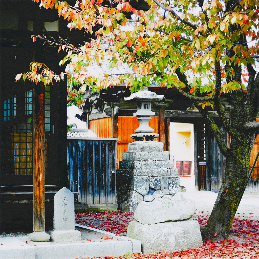 散り紅葉