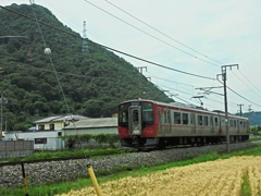 しなの鉄道電車と麦畑