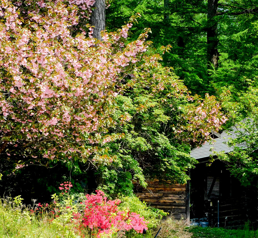 最後の八重桜