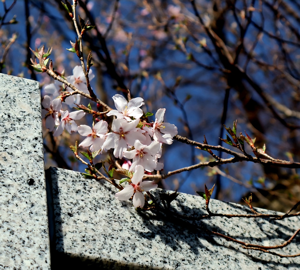 彼岸桜