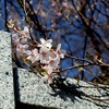彼岸桜