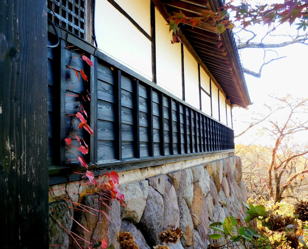 紅の蔦