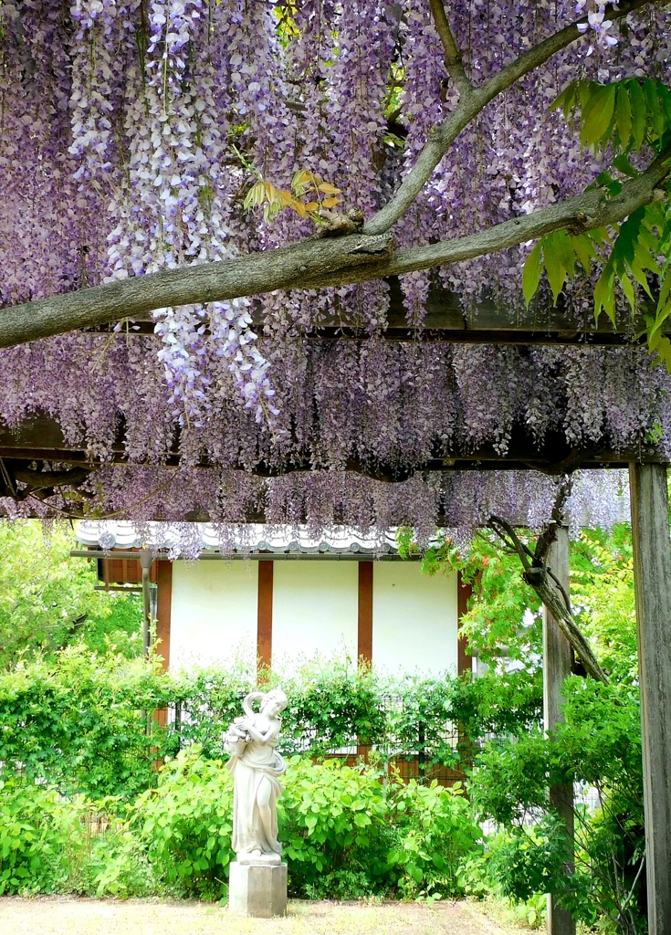 藤棚の下から