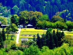 菜の花公園