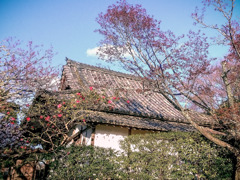 竹林院