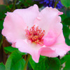 薔薇便り