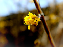 春黄金花