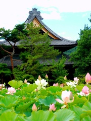 極楽浄土に咲く花