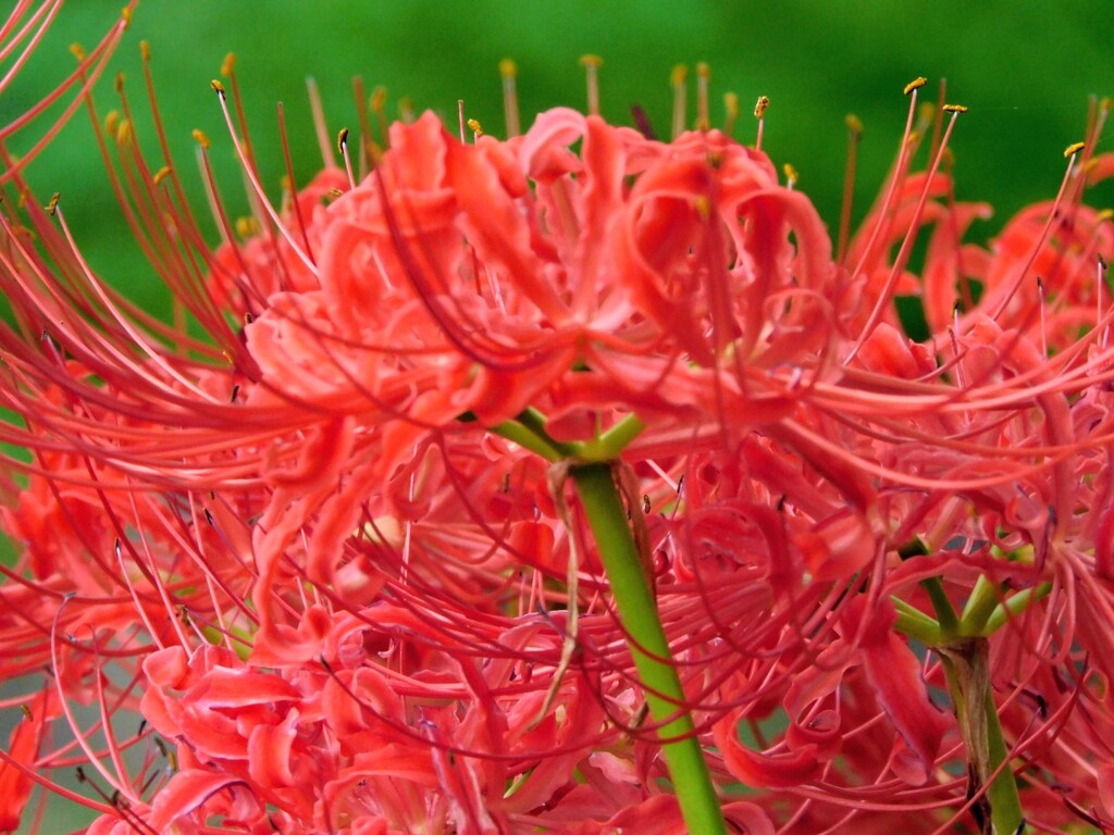 天界に咲く花