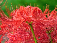 天界に咲く花