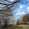 春旅　桜旅