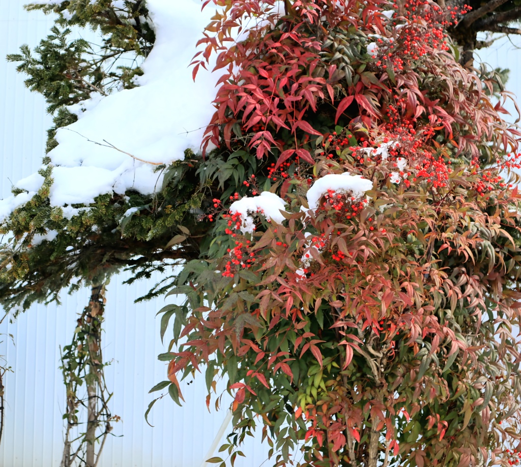 雪持ち南天