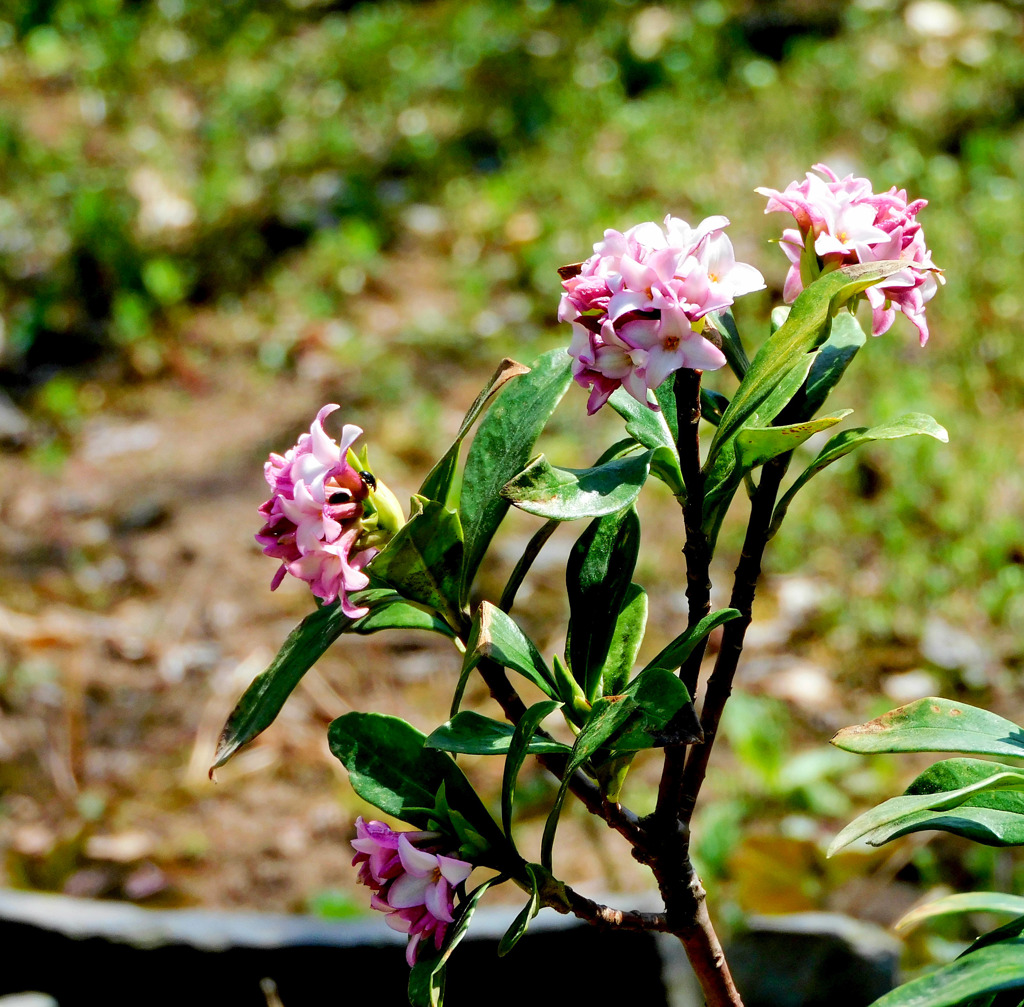 公園の春