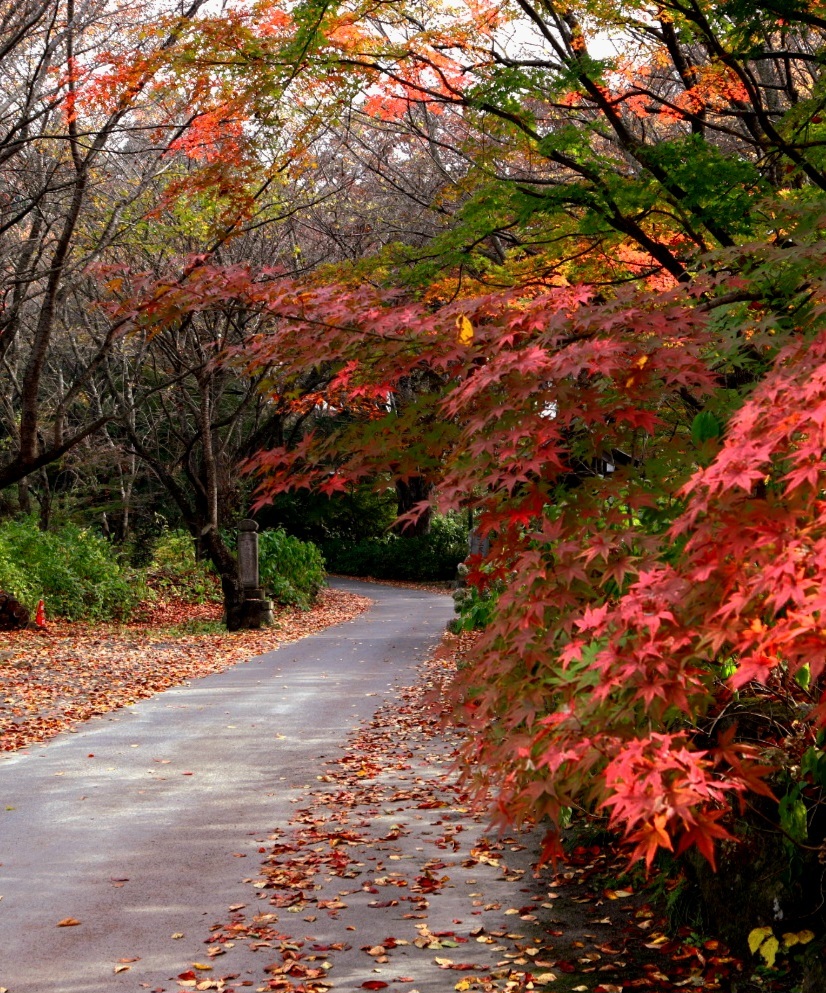 山寺の紅葉