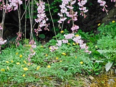 原種福寿草と糸桜