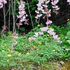 原種福寿草と糸桜