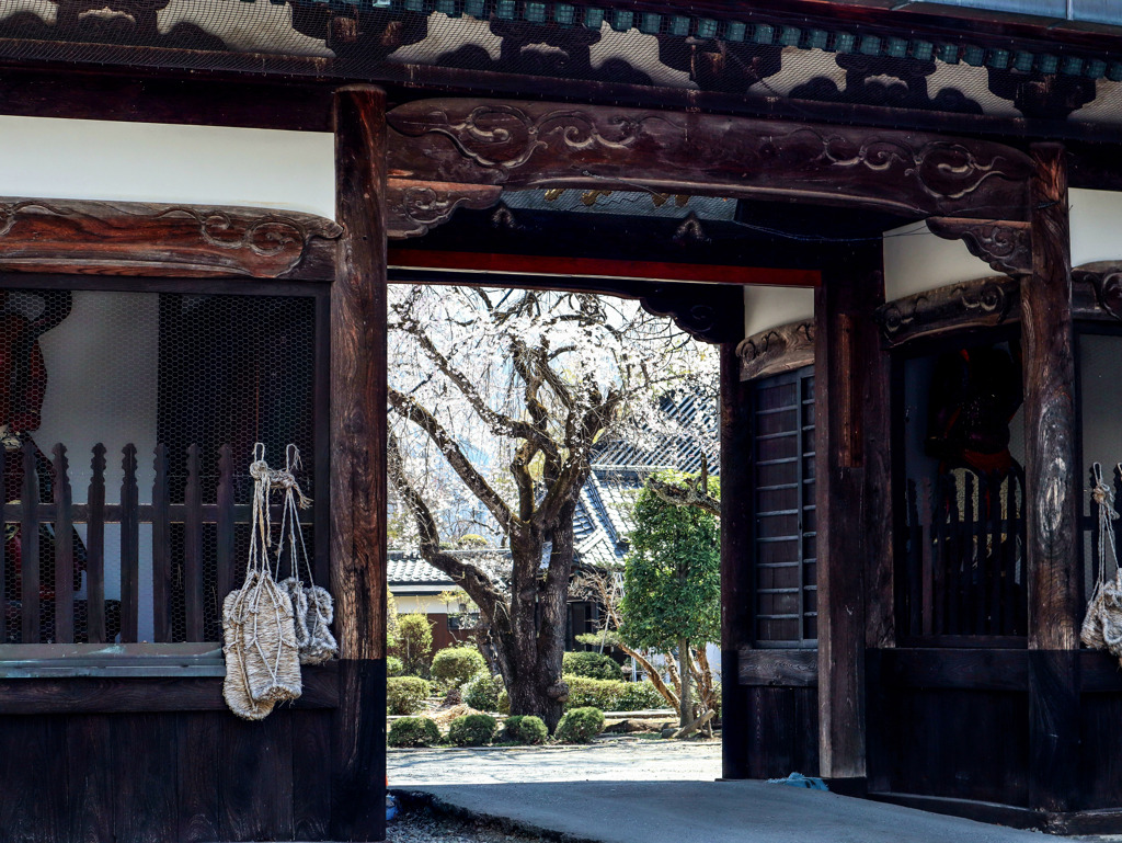 山門と桜