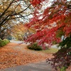 山寺の紅葉