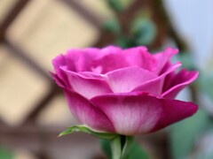 庭に居ます