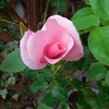 薔薇便り