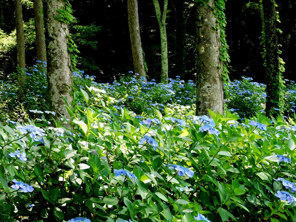 森の紫陽花