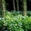 森の紫陽花