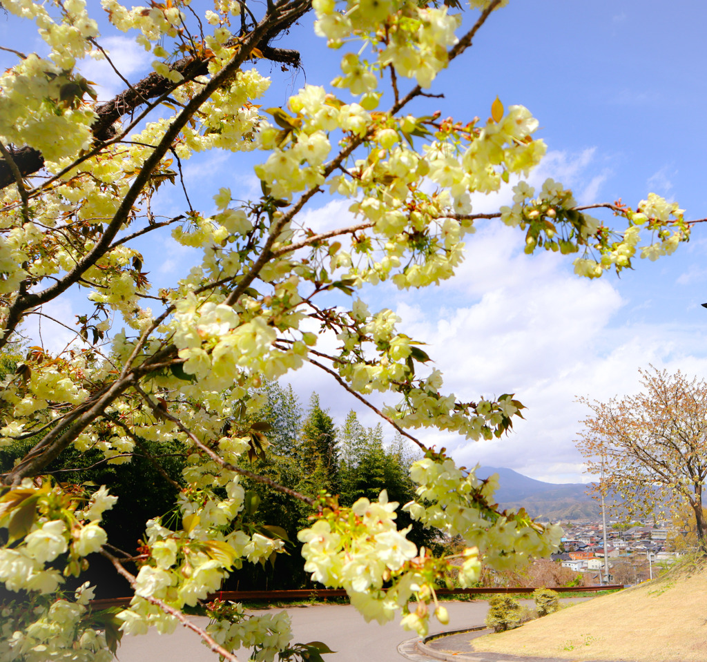 さよならまた来年　ありがとう