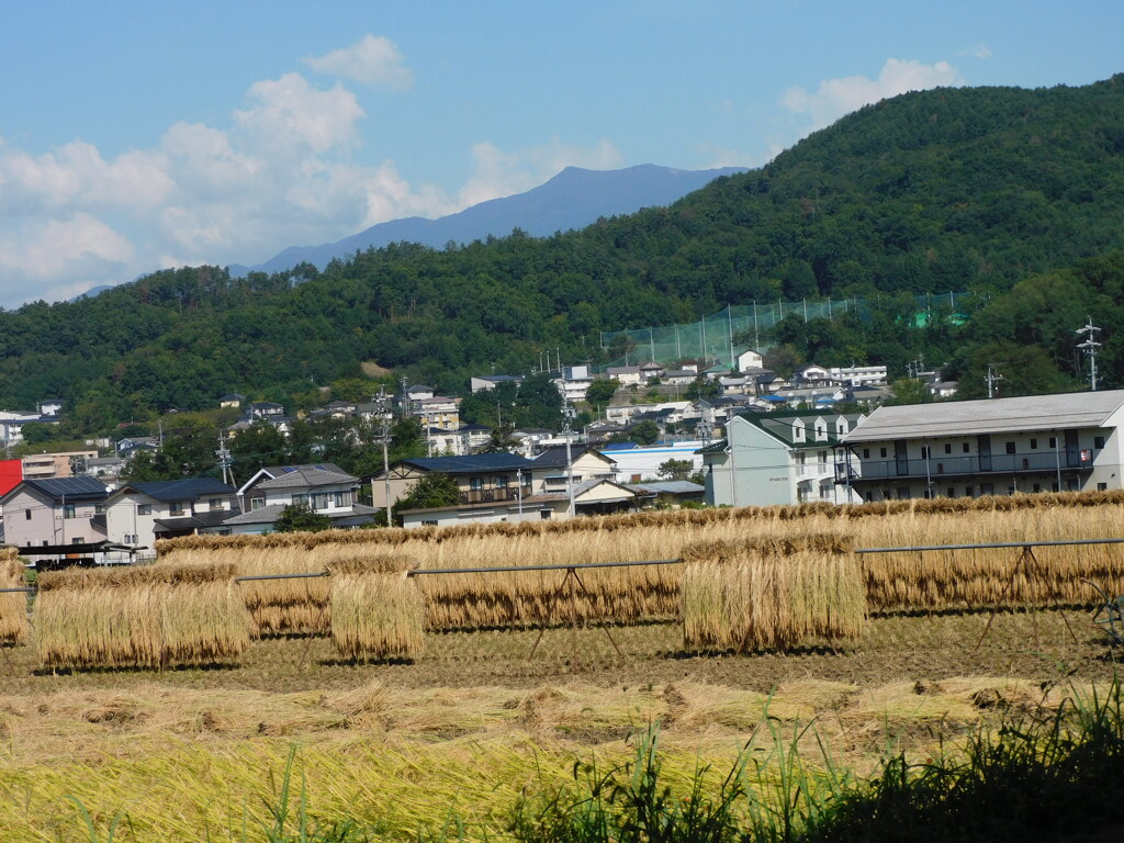 収穫の時