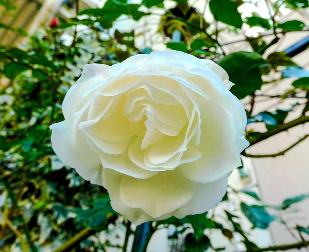 薔薇便り