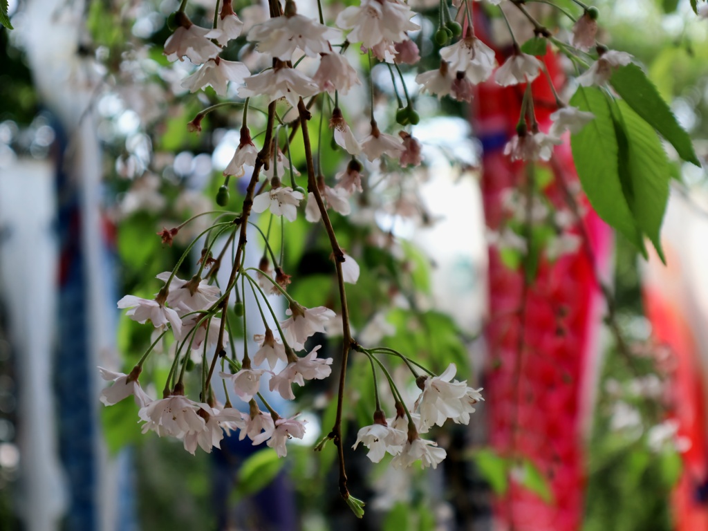 枝垂桜と