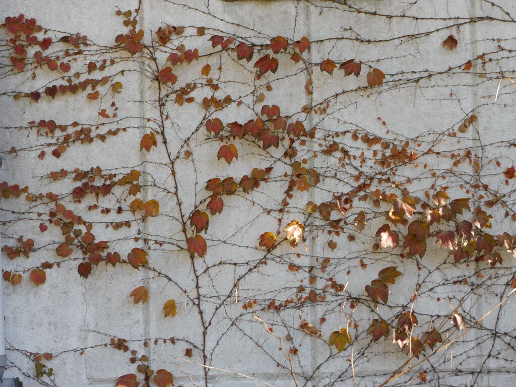 蔦が奏でる晩秋