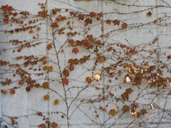 蔦が奏でる晩秋