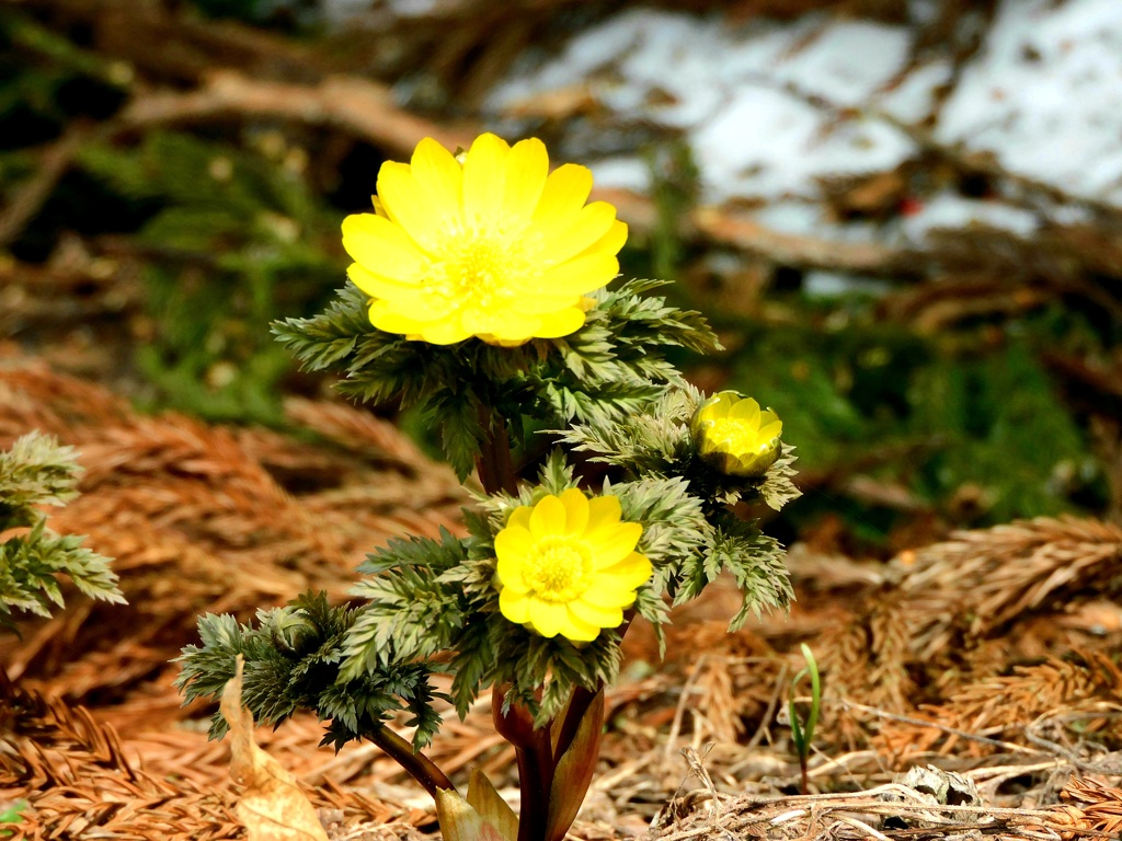 まだ咲いてました