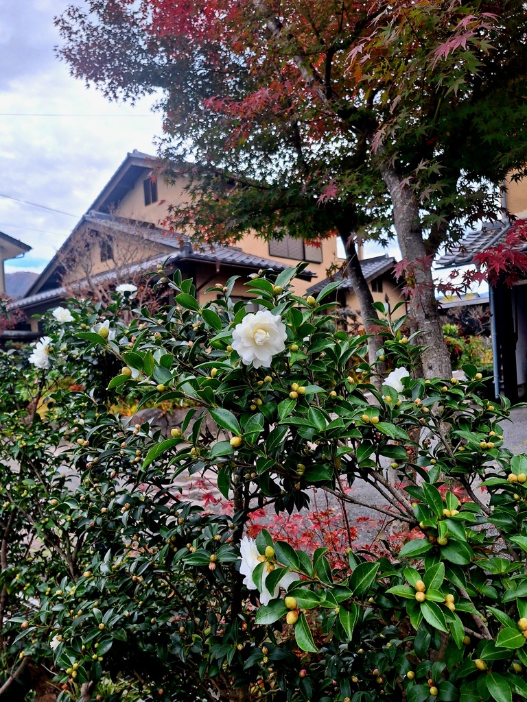 山茶花咲く小径
