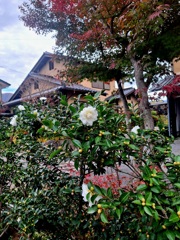 山茶花咲く小径