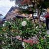 山茶花咲く小径