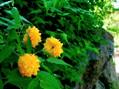 立夏の花公園