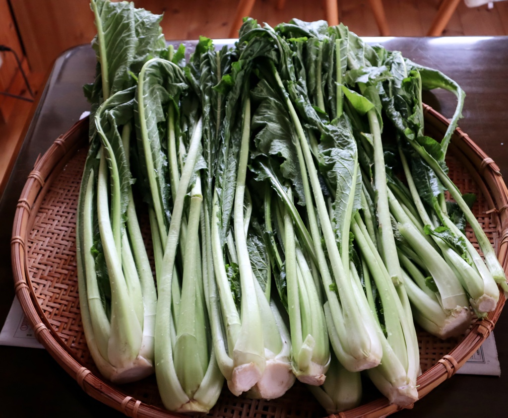 野沢菜