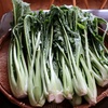 野沢菜