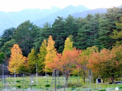 紅葉とイルミネーションへ