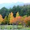 紅葉とイルミネーションへ