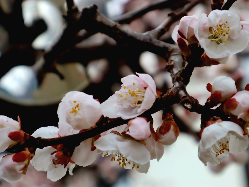 梅は咲いたか 桜はまだかいな