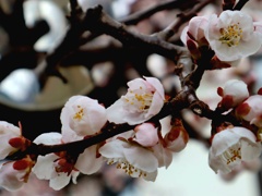 梅は咲いたか 桜はまだかいな